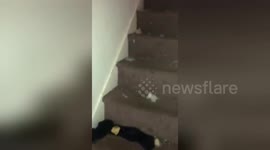 Newsflare Edit - Nightmare tenants part 2 upstairs of property