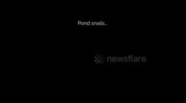 Snails 'become risk-takers when hungry'