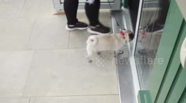 Brits would choose the company of their pets over their friends