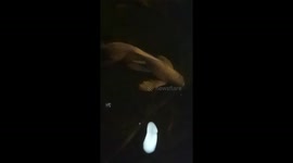 Fish swimming activities