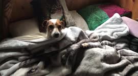 Dog does not want to get up today!