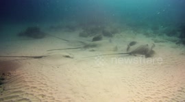 5 big sting rays swim together to create a sand cloud