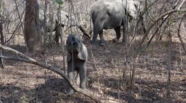 Cute baby elephant tries to use its trunk to grab leaves - South Luangwa, Zambia 2018