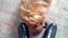 Doggy breed Pekingese and Shih Tzu