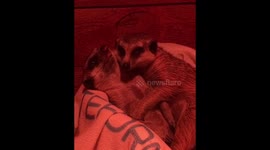 Meerkats adorably cuddle while getting ready for bed