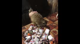 Meerkat rifles through bowl of candy looking for its favourite