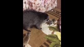 Raccoon has had enough of two playful baby meerkats bugging her