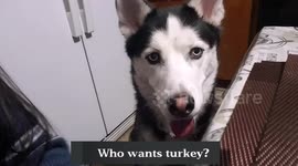 Husky Wants Turkey
