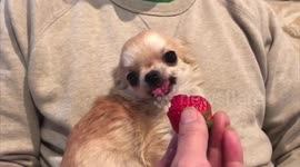 Yapping chihuahua viciously snacks on strawberry