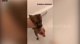This is the adorable moment a five-month-old puppy clings on to its owner as it gets its first bath
