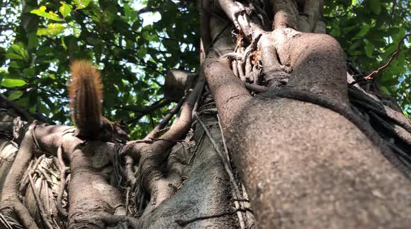 Lizard looking for Food