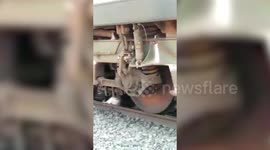 Bull escapes unharmed after being run over by train in India