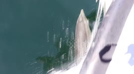 Dolphins in Doubtful Sound New Zealand