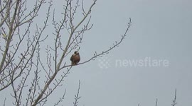 Red tailed hawk at Terranova
