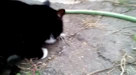 Cat learns to catch mice