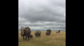 Elephants in Amboseli
