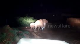 Indian officials chase drug-addicted elephants