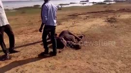 16-day-old elephant calf is critical after falling into a pit near the Mahanadi river in Chhatisgarh, India