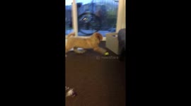 PUPPY VS BALL--the best playing you will ever see