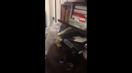 Cat vs scanner