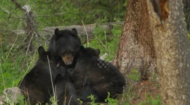 Black bear nurses her 3 cubs in Yellowstone National Park