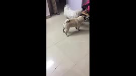 Playing with each other