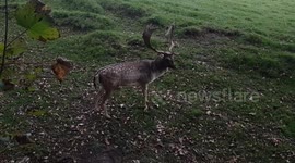 Wild Stag deer hiding under hedgrow