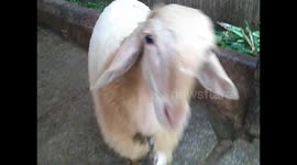Angry sheep gets into headbutt fight with camera