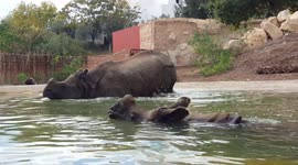 Rhino does massive poo in water then romances his lady