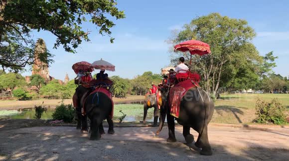 Ayutthaya Elephants walking by the side of a Road