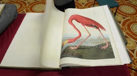 The British Library is now displaying one of the world's most expensive books