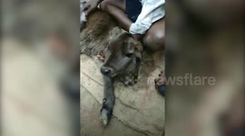 Two-headed miracle cow born to one of the cows of an Indian milkman stuns villagers in Tamil Nadu, southern India