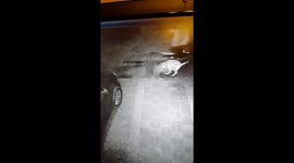 Dog Allowed to mess on Pathway by owner and walks away