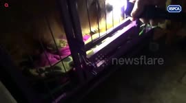 Dogs and cats held in filthy pens without enough food and water at 