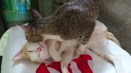 Love Hate Relationship of My Two Cats