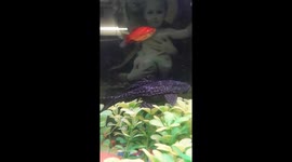 giving birth to a baby cleaner fish