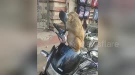 He's so vain! Preening monkey checks himself out in motorcycle wing mirror
