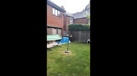 Noisy neighbour has no regard for birds while trimming hedge