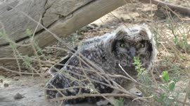 Owlet suddenly takes a tumble from table in attempt to fly to mother