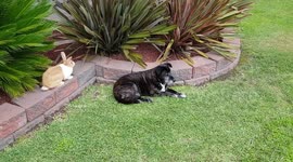 This rabbit just wants to play with his Staffy sister