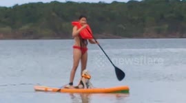 Paddle board dog.