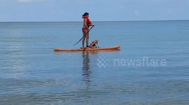 Paddle board dog.