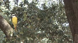 Yellow-breasted Chat