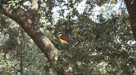Yellow-breasted Chat