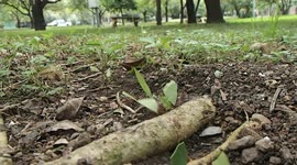 Ants Carrying food for winter