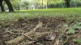 Ants Carrying food to their colony