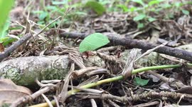 Ant Colony looking for Food 