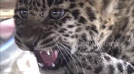 Leopard cub sneaks under parked car in busy road Rescued in India