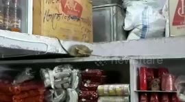 Two rats were filmed wrestling and fist fighting inside a godown in India