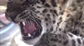 Lost leopard cub sneaks under parked car in busy road in India